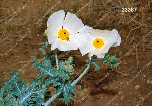 White Prickly-poppy (Argemone polyanthemos)